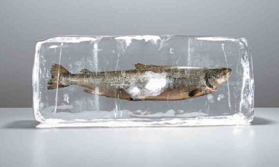 Срок годности замороженной рыбы: какой срок годности, сколько хранятся разные виды рыбы, при каких условиях и температуре?