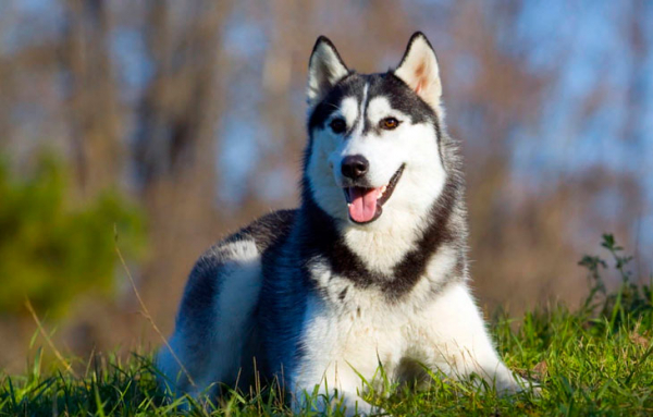 Дружелюбные домашние животные: 12 лучших пород собак для детей