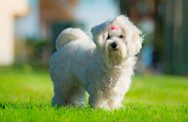 15 самых маленьких пород собак — действительно очаровательных