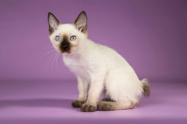 10 самых маленьких пород кошек — милых и неотразимых