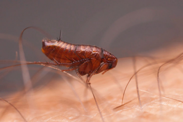 С ними лучше не встречаться: 12 самых опасных насекомых в мире