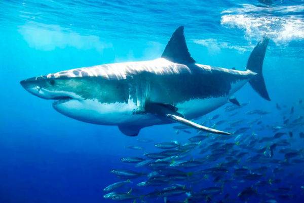 Зубастые монстры: 10 самых опасных акул в мире