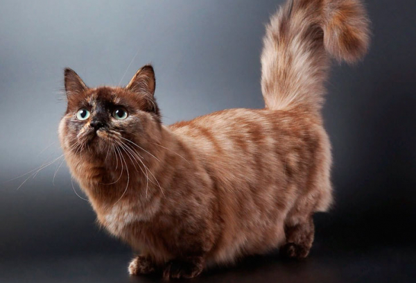 Они не дадут заскучать: 11 самых активных пород кошек