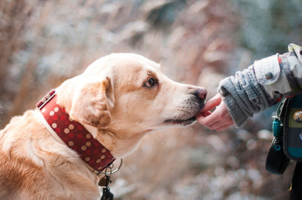 Дружелюбные домашние животные: 12 лучших пород собак для детей