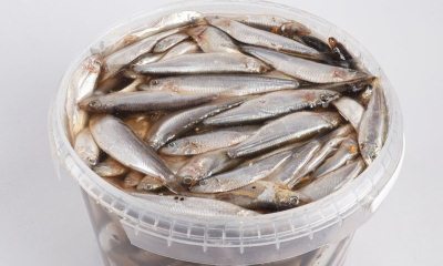 Как хранить соленую рыбу: условия, где разрешено хранить продукт, можно ли в фольге, как дольше хранить в холодильнике, особенности малосольной, красной