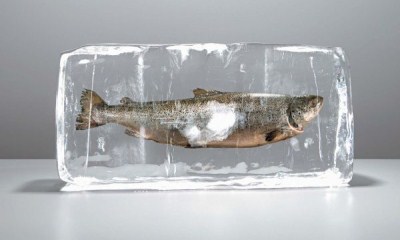 Способы заморозки рыбы: какие бывают виды (морская, прибрежная) и способы (естественная заморозка и ее признаки, шоковая и другие), как заморозить в свежем виде?