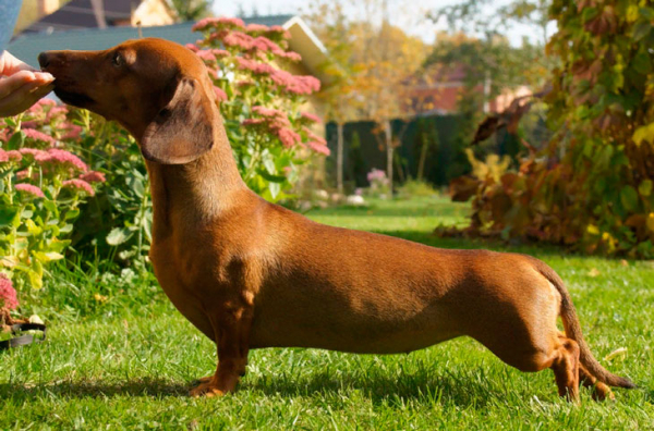 15 самых маленьких пород собак — действительно очаровательных