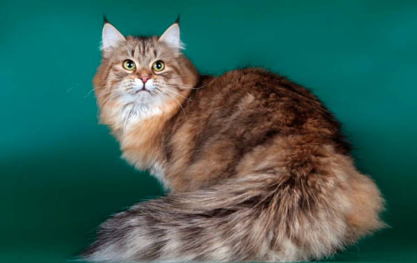 Кошки-долгожители: 12 мурлыкающих пород, которые живут дольше всех