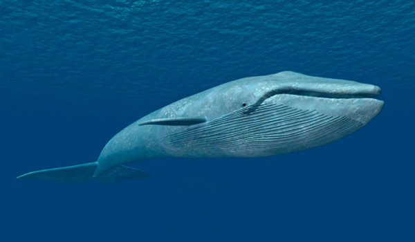 Размеры впечатляют: 14 самых больших животных в мире