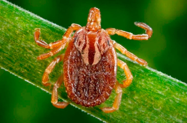 С ними лучше не встречаться: 12 самых опасных насекомых в мире