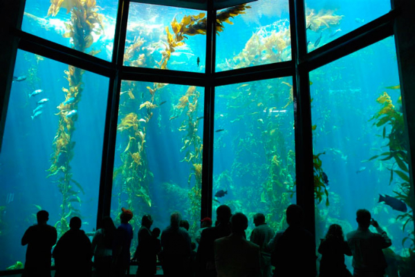 10 самых больших аквариумов мира — рейтинг 2021 года