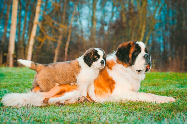 Верные друзья человека: 14 самых преданных пород собак