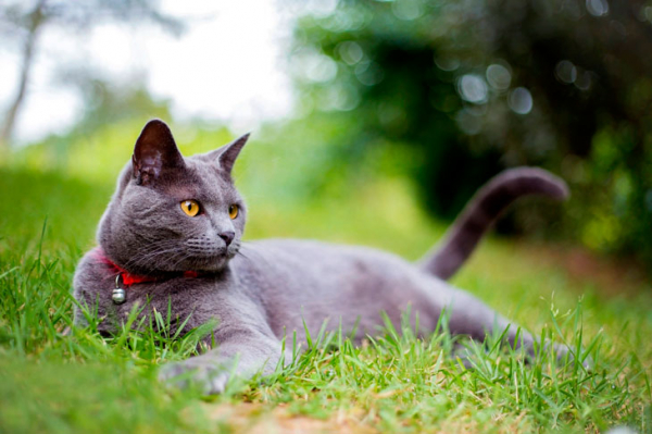 Окутанные легендами и тайнами: 10 древнейших пород кошек