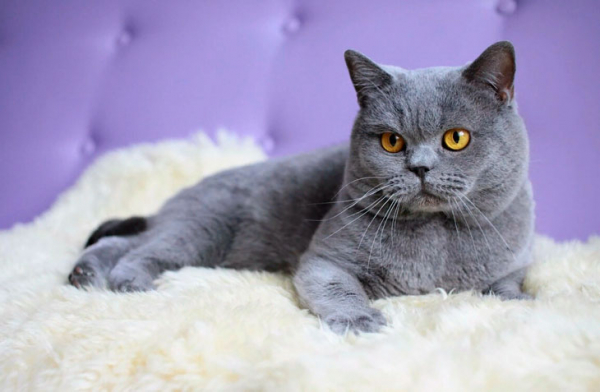15 самых красивых пород кошек — грациозных и очаровательных созданий
