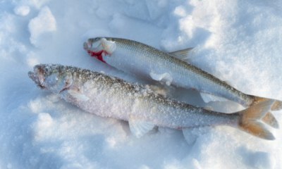 Можно ли хранить свежую рыбу на снегу, сколько ее можно хранить без холодильника за окном, в масле, как обработать продукт перед хранением, каковы признаки порчи?