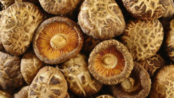 Китайские грибы: польза и вред трех черных, белых